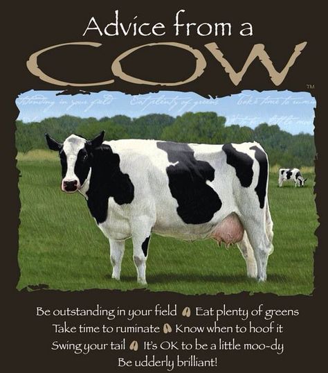 Cows----- Advice From A Cow, Cow Sayings, Farm Jokes, Yogi Quotes, Cow Quotes, Cow Stuff, Holstein Cow, Animal Cutouts, I Love Cows