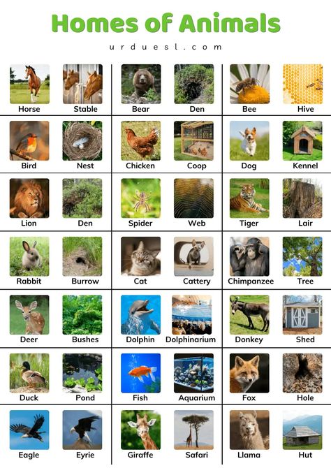 Homes of Animals with Names and Pictures - Download pdf Animals Homes Activities, Homes Of Animals Worksheet, Wild Animals And Their Homes, Animals And Their Homes Worksheets, Homes Of Animals, Animals Name With Picture, Animals Chart, Animals Name List, Animals And Their Homes