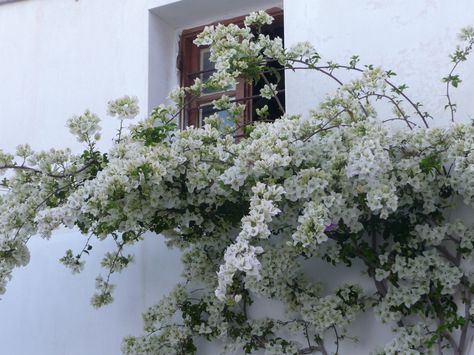 White Bougainvillea  Paros Island, Greece White Bogenvilla Plant, White Bougainvillea Wedding, White Bouganvilla, Bougainvillea Balcony, Bougainvillea White, White Bougainvillea, Gardening In Florida, Wrought Iron Balcony, Aesthetic Mode