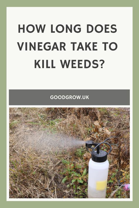 How long does vinegar take to kill weeds? Killing Weeds With Vinegar And Salt, Vinegar Mixture For Weeds, Vinegar For Weeds, Dawn Vinegar, Kill Weeds With Vinegar, Killing Weeds, Kill Weeds, Weeds In Lawn, Lawn Care Tips