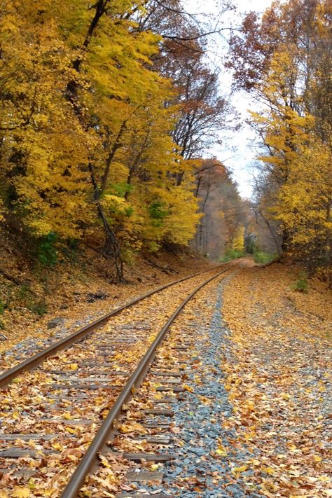 Autumn in Northeast Ohio Ohio Aesthetic, Autumn Halloween Aesthetic, Indie Bookstore, Identity Project, Northeast Ohio, Halloween Aesthetic, Autumn Halloween, Train Tracks, Brewing Company