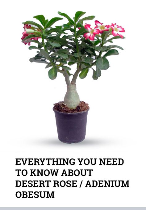 Pruning Desert Rose Plant, Dessert Rose Plant Care, Desert Roses Succulent, Desert Rose Plant Care, How To Care For Desert Rose Plant, How To Propagate Desert Rose Plant, Adenium Obesum Desert Rose, Adenium Care, Dessert Rose Plant