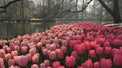 #tulips Tulips Desktop Wallpaper Hd 1080p, Macbook Wallpaper Aesthetic Flowers, Spring Pc Wallpaper, Macbook Wallpaper Aesthetic High Quality Desktop Vintage, Aesthetic Pictures Laptop, Pink Desktop Wallpaper Macbook, Spring Laptop Wallpaper Aesthetic, Tulips Aesthetic Header, Spring Aesthetic Wallpaper Laptop