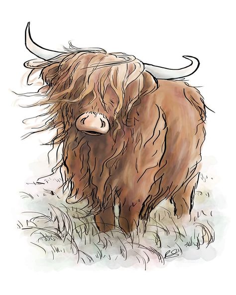 A highland cow illustration Highland Cow Drawing, Cow Drawing Easy, Highland Cow Tattoo, Cow Sketch, Highland Cow Painting, Cow Tattoo, Cow Illustration, Cow Drawing, Highland Cow Art