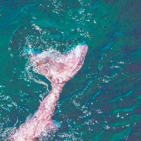 Aesthetic Pink Highlights, Pink Mermaid Tail, No Ordinary Girl, Summer Phone, H2o Mermaids, Coconut Dream, Mermaid Pink, Siren Mermaid, Mako Mermaids