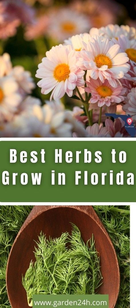 Herbal Medicine Garden Florida Edible Landscaping, Spanish Vegetable Garden, Herbs To Grow In Florida, Best Plants To Grow In Florida, Planting In Florida, Florida Vegetable Garden, Gardening In Florida For Beginners, Florida Herb Garden, Florida Gardening Vegetable