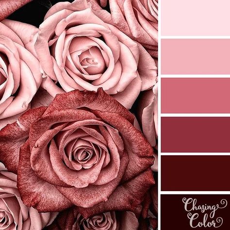 🎨 #chasingcolor #color #colour #palette #colorpalette #colourpalette #colortheme #colorscheme #colorinspiration #colorinspo #instacolor… Colour Palette Flowers, Vintage Pink Color Palette, Rose Colour Palette, Pink Colour Combinations, Flower Colour Palette, Romantic Color Palette, Pink Colour Palette, Cherry Orchard, Decor Color Schemes