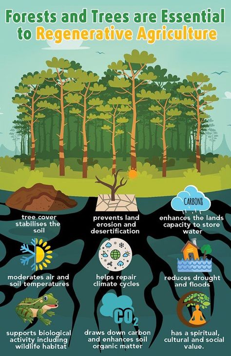 Why Trees & Forests are so Important to Regenerative Agriculture. Info Poster, Agriculture Projects, Regenerative Agriculture, Natural Farming, Infographic Poster, Agriculture Education, Permaculture Gardening, Agriculture Farming, Environmental Education