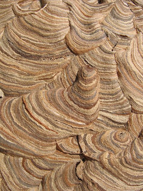 TYWKIWDBI ("Tai-Wiki-Widbee"): Wasp nest Micro Photography, Wasp Nest, Natural Structures, Tactile Texture, Textures And Patterns, Rock Formations, Beautiful Colours, Pattern Texture, Wasp