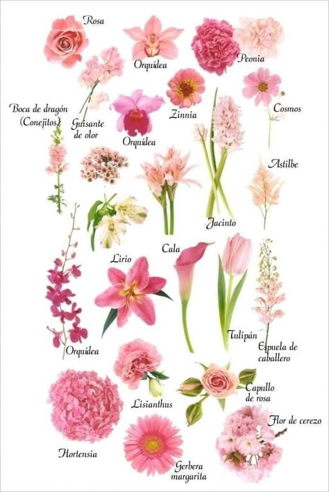 Pretty Flower Names, Flower Guide, Flower Vase Arrangements, Flower Arrangements Simple, Flower Meanings, Flower Names, Flower Therapy, Language Of Flowers, Types Of Flowers