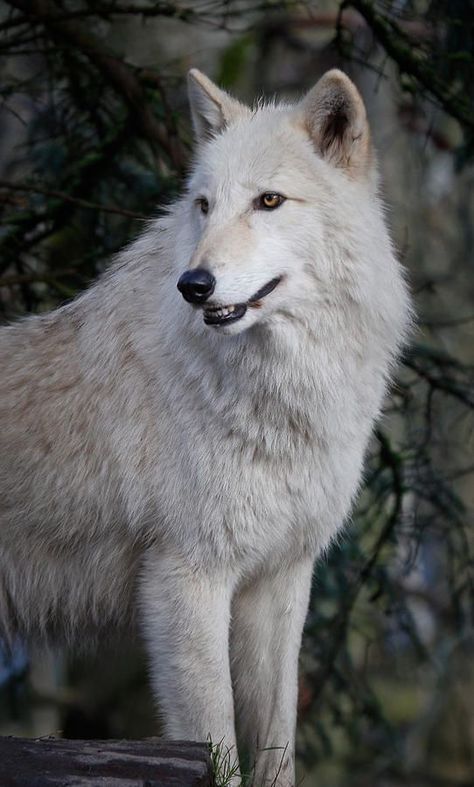 Wild Wolves, White Wolves, Wolf Team, Wolf Images, Arctic Wolf, Wolf Pup, Wolf Photos, Wolf Spirit Animal, Wolf Love