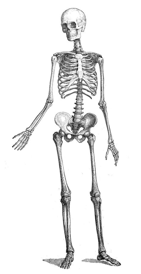 Human Skeleton Anatomy, Skeleton Body, Skeleton Anatomy, Human Body Drawing, Drawing Legs, Skeleton Drawings, Skeleton Tattoos, Human Skeleton, Human Anatomy Art