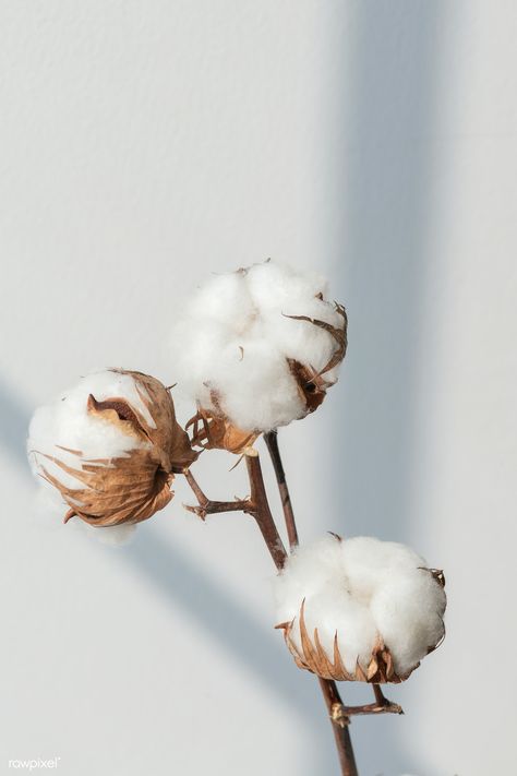 Cotton flower branch with a window shade | premium image by rawpixel.com / Teddy Rawpixel Cotton Flower, Flower Branch, Plants, Wall, White