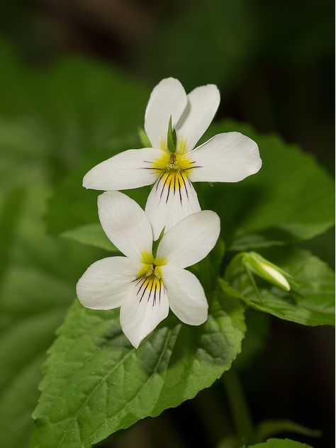 Canadian White Violet (Viola canadensis) White Violets, White Violet, Bird Sanctuary, Polk County, Sweet Violets, Moon Garden, Airbrush Art, Woodland Garden, White Gardens