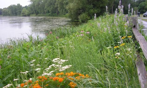 Shoreline Landscaping Lakes, Shoreline Restoration, Shoreline Landscaping, Lakeside Landscaping, Lake Backyard, Lake House Dock, Cabin Landscaping, Sofa Bean Bag, Lake Landscaping