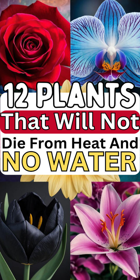 Drought Tolerant Flowers and Plants Arizona Flowers Drought Tolerant, Drought Tolerant Garden Ideas, Texas Native Plants Drought Tolerant, Northern California Drought Tolerant Landscaping, Plants For Hot Dry Areas, Plants For Texas Heat Summer, Full Sun Drought Tolerant Plants Zone 9, Heat Tolerant Plants For Containers, Texas Garden Ideas Landscape Design