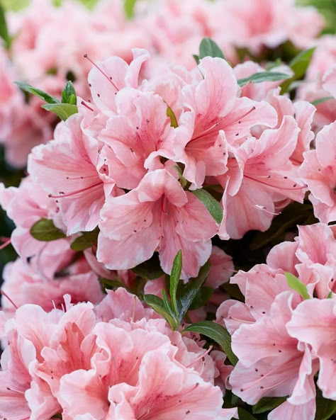 Azaleas Bouquet, Azelea Aesthetic Flower, Azela Flowers, Azealia Flower, Azalea Aesthetic, Flowers Azalea, Flower Azalea, Azaleas Landscaping, Azalea Plant