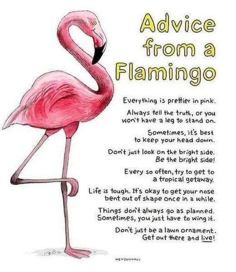 Search Flamingo Facts, Flamingos Quote, Friday Gif, Gifts Quotes, Christmas Doors, Flamingo Pictures, Flamingo Fashion, Flamingo Craft, Prayers Of Encouragement