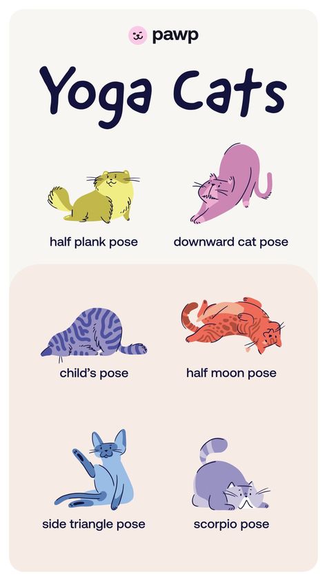 cat yoga poses Yoga Cat Illustration, Animals Stretching, Cat Pose Yoga, Kitty Doodles, Cat Workout, Puppy Yoga, Gymnastics For Beginners, Yoga Drawing, Yoga Cat