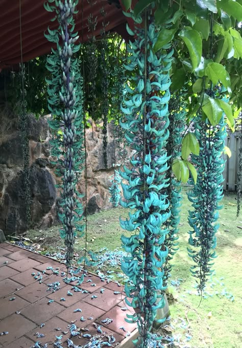 Jade Vine, Flower Jade, Strange Flowers, Future Garden, Unusual Plants, Tropical Flower, Tropical Landscaping, Flowers Wallpaper, Pretty Plants