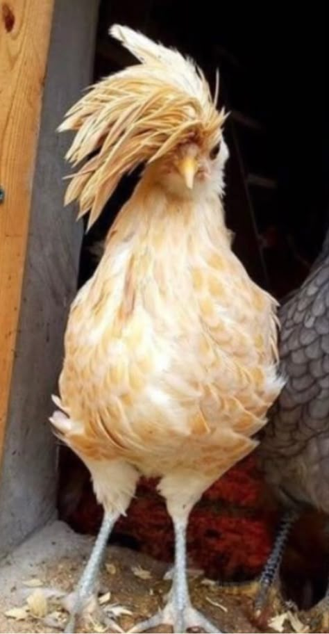 Fluffy Chicken, Chicken Pictures, Fancy Chickens, Beautiful Chickens, Cute Chickens, Chicken Breeds, Chicken Humor, Funny Birds, Pet Chickens