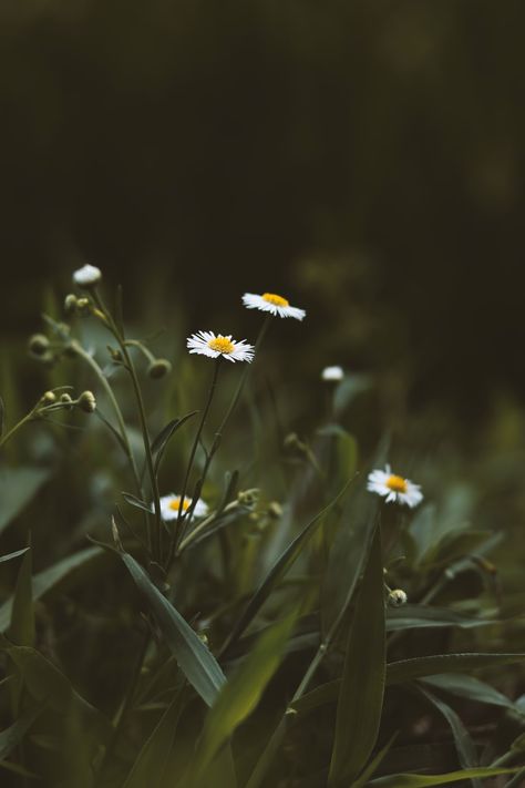 Download this photo by J Lee on Unsplash Chamomile Growing, Moose Pictures, Haha Photos, Image Nature, Garden Aesthetic, Dark Flowers, Outdoor Photos, Photos Hd, Graphic Wallpaper