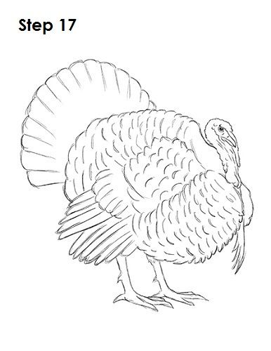 Draw a Turkey 17 Turkey Drawing Realistic, Turkey Line Art, How To Draw A Turkey, Turkey Coloring Pages For Kids, Turkey Drawings, Draw A Turkey, Watercolor Turkey, Turkey Coloring, Turkey Drawing