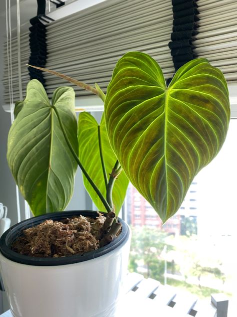 Indoor Container Garden, Philodendron Splendid, Philodendron Varieties, Garden Foliage, Plant Aesthetics, Plant Home Decor, Nursery Plants, Inside Garden, Philodendron Plant