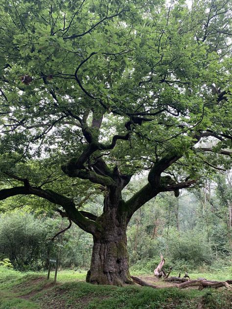 Weird Trees, Pretty Trees, Picture Tree, Old Tree, Old Trees, Tree Photography, Big Tree, Beautiful Locations Nature, Photo Tree