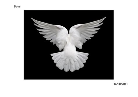 dove back wings Dove Wings Tattoo, Dove Wing, Dove Flying, Dove Images, Dove Pictures, Bird Flying, Angel Wings Tattoo, Dove Bird, Bird Wings