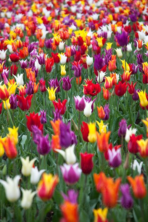 Tulips Field, Photo Garden, Colorful Tulips, Tulip Field, Tulip Fields, Unique Trees, Flower Phone Wallpaper, Flower Field, Prints Wall Art