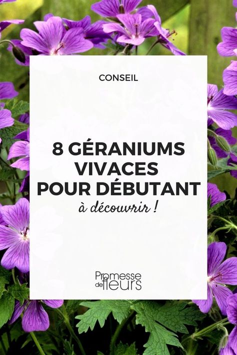 Geranium Macrorrhizum, Geranium Rozanne, Tattoo Garden, Outdoor Decor Ideas, Garden Nails, Garden Tattoo, Garden Retreat, Aesthetic Garden, Garden Aesthetic