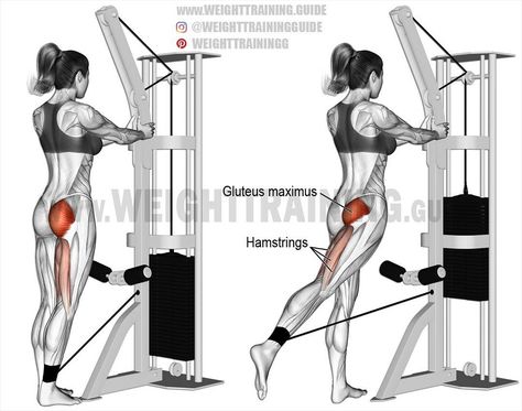 Exercise: Standing cable hip extension Type: Isolation push Target: Gluteus Maximus Synergists: Hamstrings (Biceps Femoris, Semitendinosus, and Semimembranosus) Instructions on website Notes Keep your body upright and your working leg straight. You may find that by slightly externally rotating your working leg, you achieve better glute activation. Use this exercise to isolate your glutes and hamstrings after your major compound exercises. The exercise is also great for warming up and... Cable Workouts, Hip Extension Exercise, Hip Extension, Cable Workout, Fitness Meals, Gluteus Maximus, Cable Machine, Workout For Flat Stomach, Popular Workouts