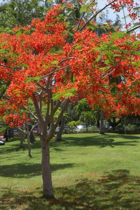 How to Use a Royal Poinciana for Bonsai | Hunker Poinciana Tree, Flamboyant Tree, Florida Trees, Delonix Regia, Royal Poinciana, Flame Tree, Flower Tree, Tropical Tree, Deciduous Trees