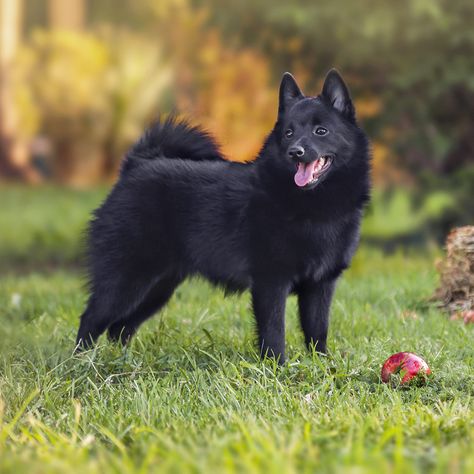 Schipperke Puppies, Schipperke Dog, Every Dog Breed, All Breeds Of Dogs, Purebred Dogs, Dog Info, Best Dog Breeds, Cute Animals Images, Cute Puppy