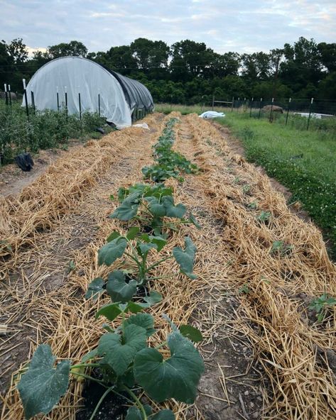 Seasonal Homestead, Living Mulch, Wood Chip Mulch, Tree Mulch, Survival Garden, Cold Frames, Greenhouse Garden, Wood Mulch, Organic Mulch