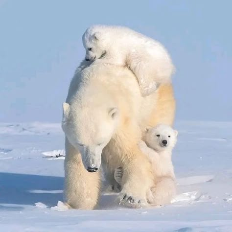 Polar Bear Images, Mom Bear, Baby Polar Bears, Beary Cute, Bear Images, Love Bear, Favorite Animals, Bear Cubs, Cute Wild Animals