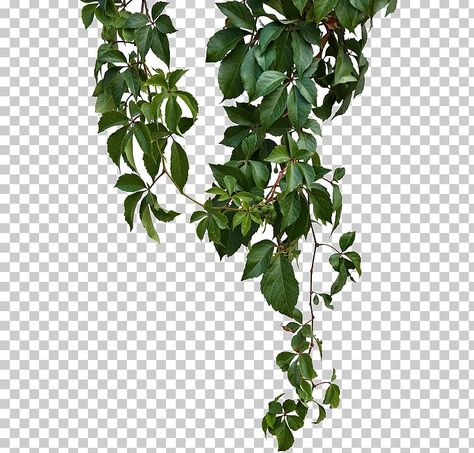 Vegetation Png, Texture For Photoshop, Virginia Creeper Vine, Good Notes Stickers, Parthenocissus Tricuspidata, Wall Climbing Plants, Summer Palm Trees, Plant Png, Notes Stickers