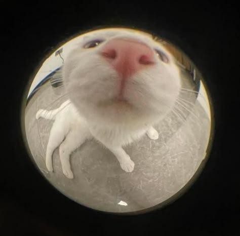 Fish Lens Pfp, Fish Lens, Fisheye Pfp, Round Pfp, Cat Pfp, Fish Eye, Cats Cute, Silly Cats, Pretty Cats