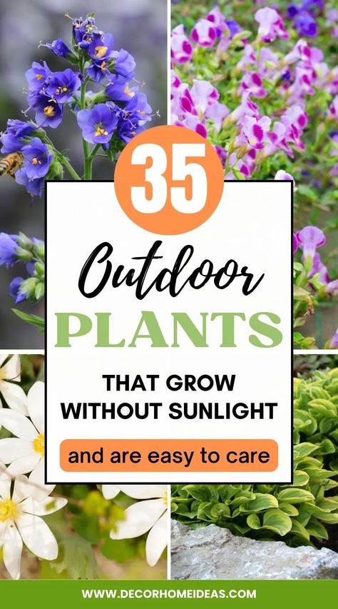 Low Light Plants Outdoor, Diy Garden Ideas Decoration Creative, Front Porch Fence, Wedding Dresses Garden, Fence Makeover, Plants That Love Shade, Garden Ideas Decoration, Shade Loving Flowers, Gardening Beds