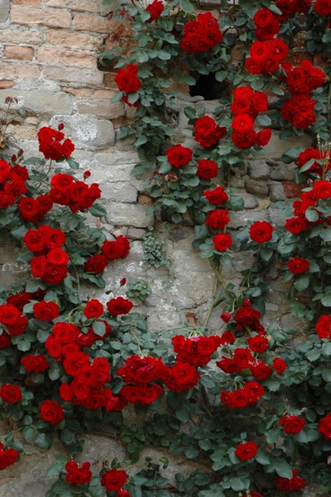 Red Climbing Roses, Desk Diy, Flower Walls, Wonderful Nature, Wonderful Flowers, Rose Bush, Pretty Roses, Climbing Roses, Diy Garden Projects