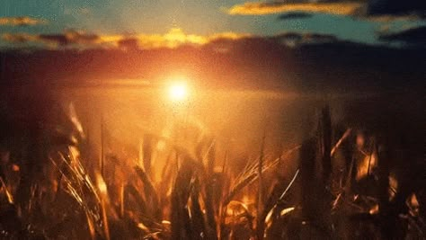 Horizontal Gifs Cute, Brown Aesthetic Gif, Brown Banner Gif, Lana Del Rey Gifs, Weather Gif, Sun Gif, Sunset Gif, Grain Field, Nature Gifs