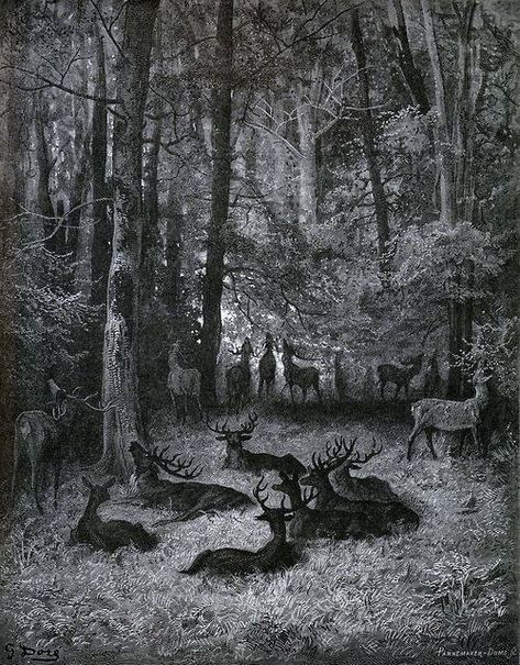 Gustav Dore, 1867, via The Golden Age of Illustration. Paul Gustave Doré, Gustav Dore, Deer In The Woods, Arte Indie, Gustave Dore, White Drawing, A4 Poster, Art Et Illustration, Wood Engraving