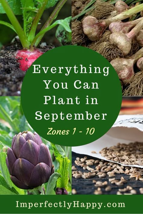 Everything You Can Plant in September for Zone 1, 2, 3, 4, 5, 6, 7, 8, 9 and 10 in your backyard vegetable garden and homestead. Backyard Vegetable Garden, Vegetable Garden Planner, Fall Planting, Fall Gardening, Fall Vegetables, Fall Garden Vegetables, Backyard Vegetable Gardens, Garden Planner, Garden Vegetables