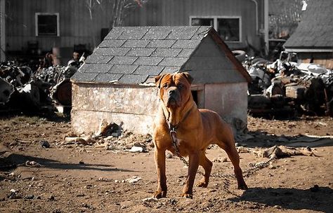 Junkyard dog Still Life Abstract, Junkyard Dog, Junk Yard, Kirby Art, Dog Pics, Animal Reference, A Short Story, Dog Modeling, Backyard Inspo