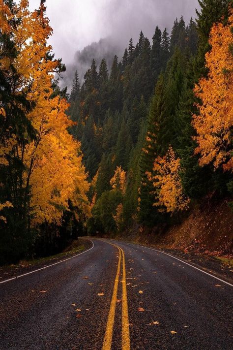 Cosy Autumn, Foggy Mountains, Back Road, Screen Saver, Explore Nature, Autumn Vibes, Autumn Cozy, Autumn Aesthetic, Fall Aesthetic