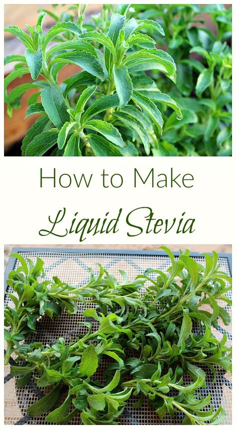 Make Your Own Cookbook, Stevia Recipes, Healthy Potatoes, Stevia Plant, Healthy Vegetable Recipes, Herb Recipes, Liquid Stevia, Herbal Recipes, Stevia Extract