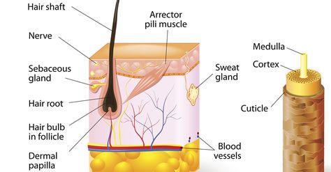 Scalp Anatomy, Hair Anatomy, Structure Of Hair, Dry Flaky Scalp, Skin Anatomy, Hair Science, Integumentary System, Cypress Essential Oil, Hair Without Heat