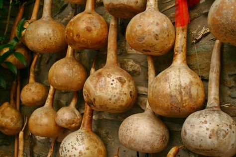 How To Dry Birdhouse Gourds, How To Dry Out Gourds, Birdhouse Gourds How To Dry, How Do You Dry Out Gourds, How To Dry Gourds For Birdhouses, Drying Gourds Diy, How To Dry Pumpkins, How To Dry Gourds Fast, Bottle Gourd Crafts