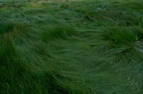 Grass Aesthetic, 숲 사진, Arte Indie, Arte Van Gogh, By The Ocean, Green Grass, Nature Aesthetic, Pics Art, The Grass